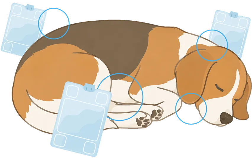 pet-3